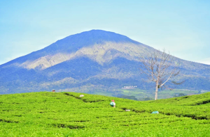 Tempat Wisata di Pagar Alam