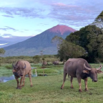 Wisata Alam di Jambi